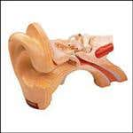 Functional Human Ear