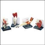 Life Sized Muscled Joint Set