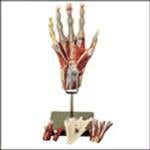 Muscles Of The Hand Model