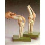 Functional Model Of The Knee Joint