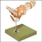 Foot &amp; Ankle Functional Model