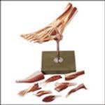Muscles Of The Foot Model