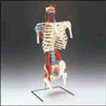 Skeletal Torso
