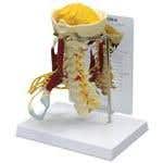 Deluxe Muscled Cervical