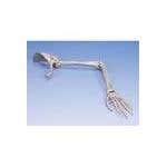 Arm Skeleton With Scapula &amp; Clavicle - Right