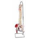 Flexible Spinal Column With Stand