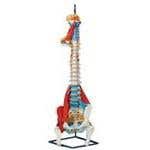 Vertical Spine With Colored Muscles &amp; Ligaments
