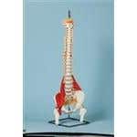 Vertebral Column With Muscles