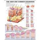 Skin &amp; Common Disorders Chart
