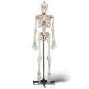 Mr. Thrifty Skeleton