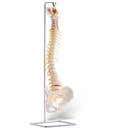 Basic Vertebral Column With Spinal Nerve