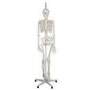 The Functional Skeleton On Hanging Stand