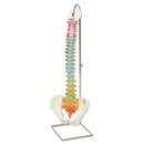 Didactic Flexible Spine