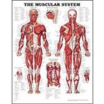 Anatomical Charts & Posters Anatomical Charts & Posters