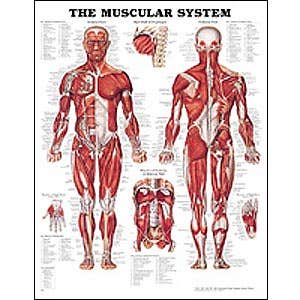 AnatomyChartsPosters-HumanAnatomicalCharts