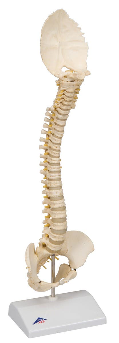 Anatomicalmodel:pediatricspine(BONElike)