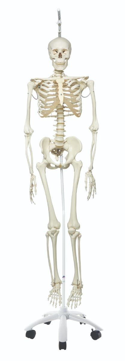 Anatomicalmodel:Philthephysiologicalskeleton