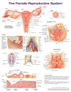 Female Reproductive System Anatomical Chart Laminated 20x26