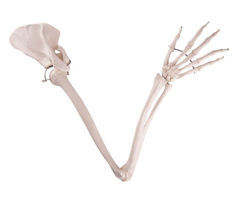 ArmSkeletonWithScapulaClavicle