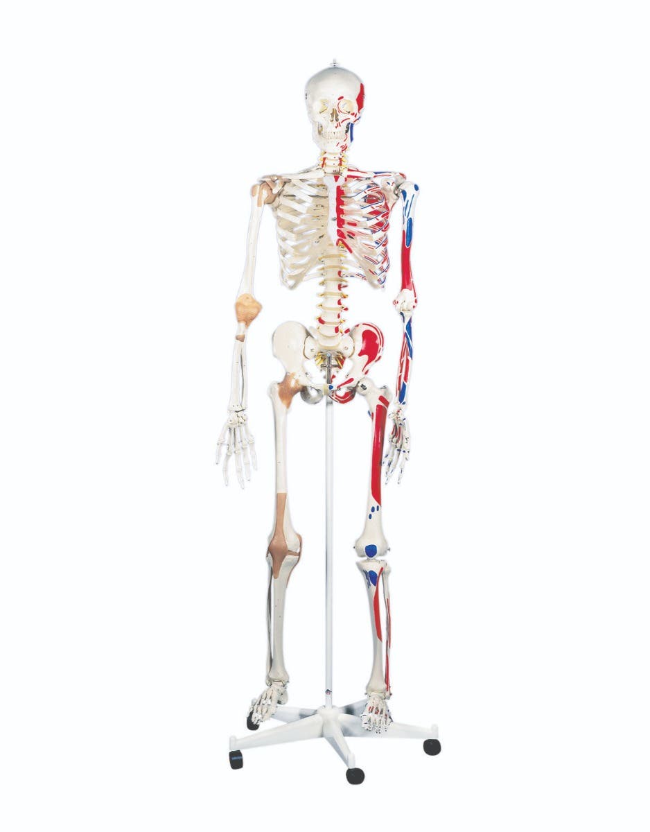 Anatomicalmodel:Samthesuperskeletonw/pelviconrollerstand