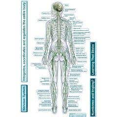 BodypartchartNervousSystem-RearView-LabeledWallDecal
