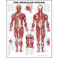 Anatomy ChartsPosters - Human Anatomical Charts