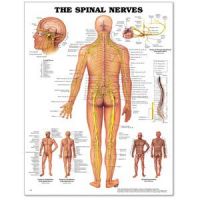 Spinal Nerves Poster 20 X 26 Styrene - Cranial Nerves Poster