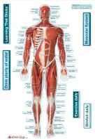 BodyPartChart Muscular System - Front Labeled Wall Decal