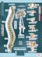 BodyPartChart Spine - Labeled Wall Decal