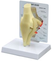 Basic Knee Model with Key Card 100