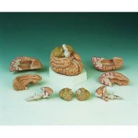 American 3b Scientific 8 Part Brain Model