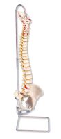 Highly Flexible Spine Model - Spinal Column Model