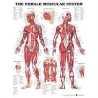 Chart Female Muscular System 1.5 Mil 20X26 Lamnt - Each