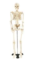 Mr. Thrifty Skeleton