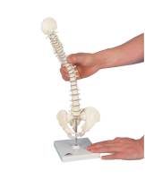Mini Vertebral Spinal Column-Flexible On Stand