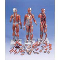 Complete Dual Sex Muscular Figure W/ Internal Orgn
