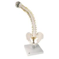Flexible Spine W/ Soft Intervertebral Discs