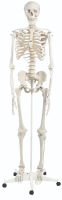 Anatomical model: Stan the standard skeleton