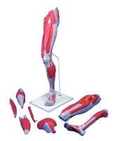 Anatomical model: muscular leg, 7-part