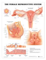 Female Reproductive System Anatomical Chart Laminated 20x26