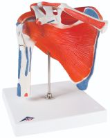 Anatomical model: shoulder joint w/rotator cuff