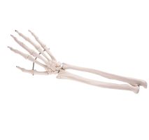 Hand Skeleton with Lower Arm