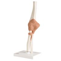 Elbow Joint