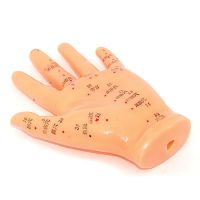 Hand Model - Acupunture Point Model