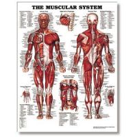 The Male Muscular System 20 X 26 Styrene