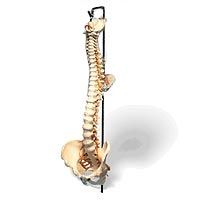 Model Full Spine And Femur Heads W/Stand