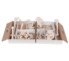 Disarticulated Half Skeleton - Right
