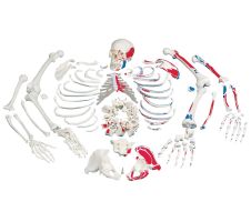 Disarticulated Skeleton Fully Painted