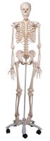 Stan-Standard Skeleton on Pelvic Roller Stand