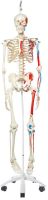 Max-The Muscle Skeleton W/Pelvic Roller Stand